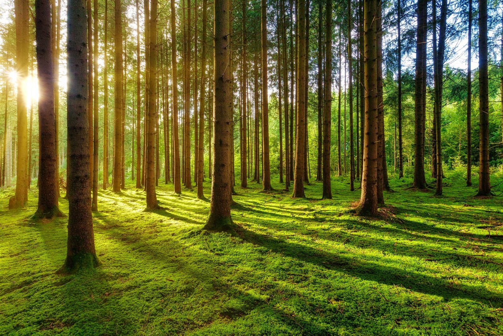 Estoicismo e ansiedade: manhã calma em uma floresta, simbolizando tranquilidade mental