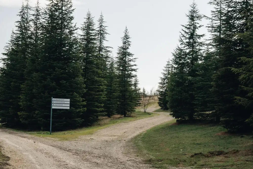 Estrada de terra entre pinheiros com uma placa de direção