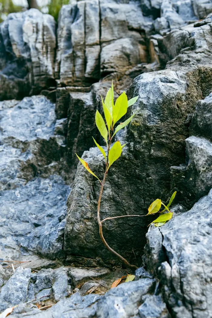 Pequeno broto verde nascendo entre pedras, imagem de estoicismo e resiliência