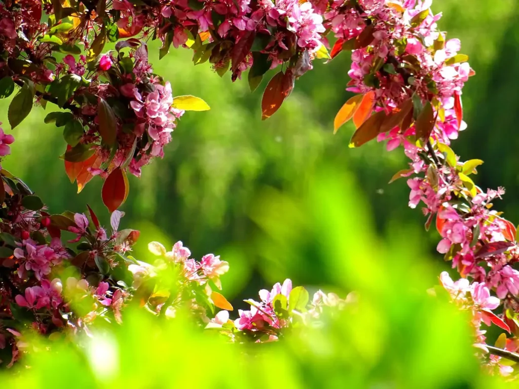 Galhos com flores cor-de-rosa desabrochando num jardim verde, imagem do florescimento humano
