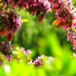 Galhos com flores cor-de-rosa desabrochando num jardim verde, imagem do florescimento humano