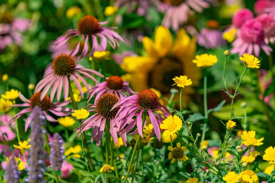 Jardim florido com equináceas e girassóis, símbolo da eudaimonia como vida plena